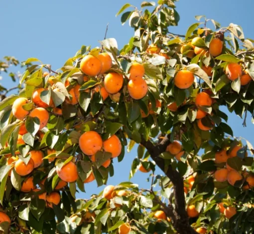 Persimmon Plant - 4 inch Pot - Fruit Tree Sapling