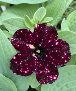 Petunia Starry Sky Burgundy Live Plant 4-6 in Tall Flower