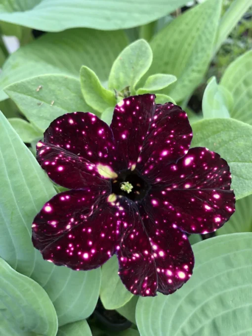 Petunia Starry Sky Burgundy Live Plant 4-6 in Tall Flower