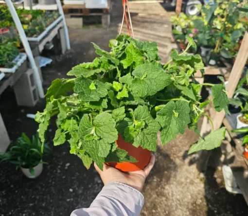 Piggyback Plant 6in Potted Plant - Unique Indoor Houseplant