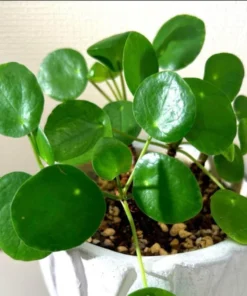 Pilea Peperomioides Money Plant - Live Succulent Plant 5-8 Inch Indoor/Outdoor