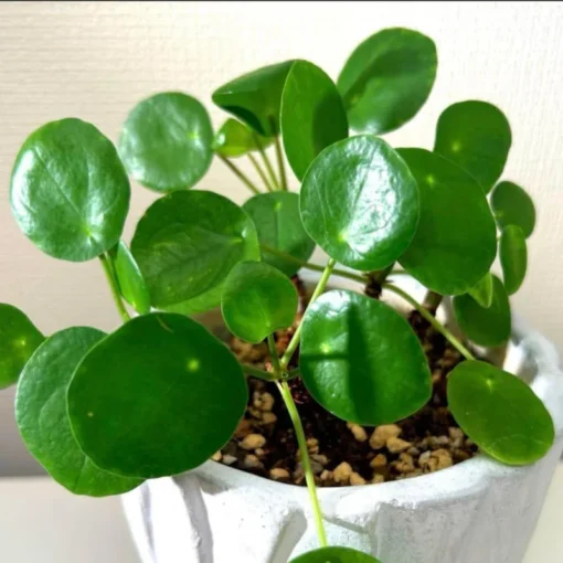 Pilea Peperomioides Money Plant - Live Succulent Plant 5-8 Inch Indoor/Outdoor