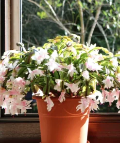 Pink Christmas Cactus Set - 3'' Starter Plants - Set of 2