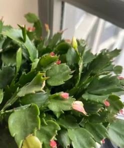 Pink Christmas Cactus Set - 3'' Starter Plants - Set of 2