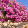 Pink Crape Myrtle Flower Plant - 4 inch Pot - Showy Blooms