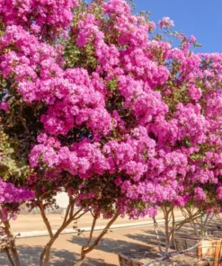 Pink Crape Myrtle Flower Plant - 4 inch Pot - Showy Blooms