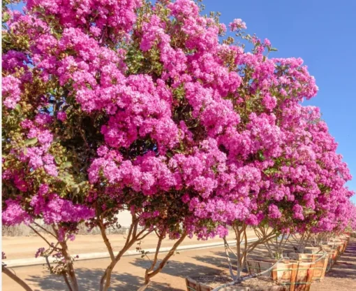 Pink Crape Myrtle Flower Plant - 4 inch Pot - Showy Blooms