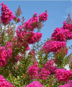 Pink Crape Myrtle Flower Plant - 4 inch Pot - Showy Blooms