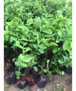 Pink Guava Plant - Sweet Fruit Live Plant - 8-10in - 4in Pot