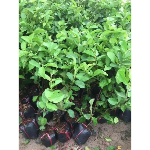 Pink Guava Plant - Sweet Fruit Live Plant - 8-10in - 4in Pot