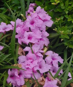 Pink Mexican Petunia Plant - Drought Tolerant Blooms - Garden Flower