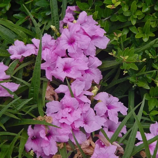 Pink Mexican Petunia Plant - Drought Tolerant Blooms - Garden Flower