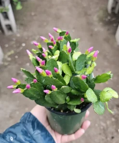Pink Spring Cactus Rhipsalidopsis gaertneri Easter Cactus 2 Inch Pot