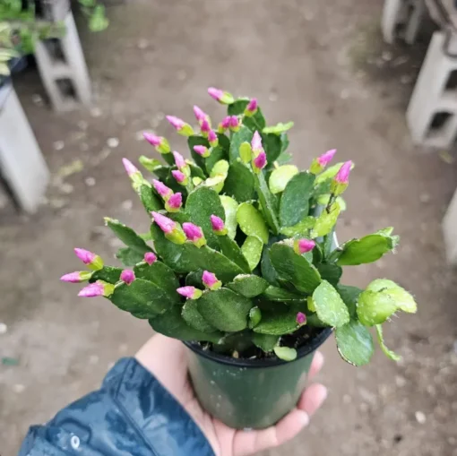 Pink Spring Cactus Rhipsalidopsis gaertneri Easter Cactus 2 Inch Pot