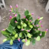 Pink Spring Cactus Rhipsalidopsis gaertneri Easter Cactus 4 Inch Pot