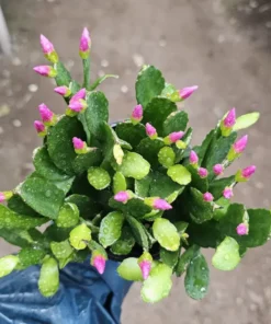 Pink Spring Cactus Rhipsalidopsis gaertneri Easter Cactus 4 Inch Pot