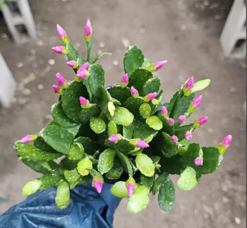 Pink Spring Cactus Rhipsalidopsis gaertneri Easter Cactus 4 Inch Pot