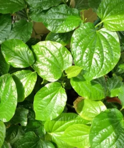 Piper Lolot Live Plants - Set of 6 Organic Vietnamese Lá Lốt - 8-12 inch