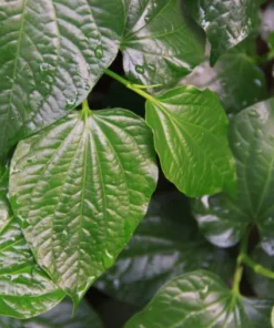 Piper Lolot Plant Set - 4 Vietnamese Organic Lá Lốt Plants 8-12 inch