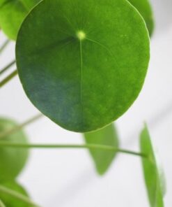 Pilea Peperomioides Money Plant – Live Succulent Plant 5-8 Inch Indoor/Outdoor