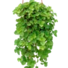 Plectranthus Plants - 2 Creeping Charlie Live Plants 4-8" Tall in a Pot for Planting, Pilea Nummulariifoli Plants, Swedish Ivy Live Houseplant