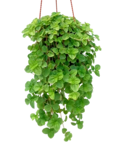 Plectranthus Plants - 2 Creeping Charlie Live Plants 4-8