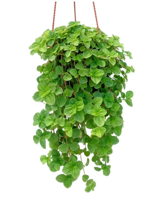 Plectranthus Plants - 2 Creeping Charlie Live Plants 4-8" Tall in a Pot for Planting, Pilea Nummulariifoli Plants, Swedish Ivy Live Houseplant