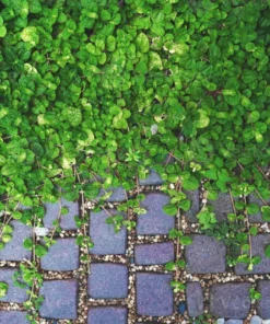 Plectranthus Plants - 2 Creeping Charlie Live Plants 4-8