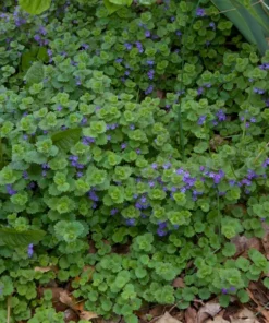 Plectranthus Plants - 2 Creeping Charlie Live Plants 4-8