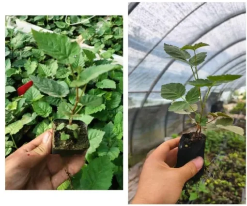 Prime Ark Freedom Blackberry Plant Set - 2 Pack, 4-6in Tall - Thornless