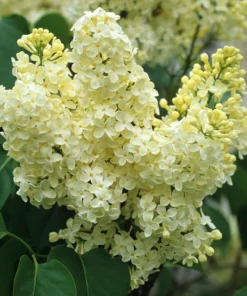 Primrose Yellow French Lilac Starter Plant - Fragrant Yellow Blooms - Syringa 'Primrose'- Lilac - Fragrant- Plant-Approx 4-6