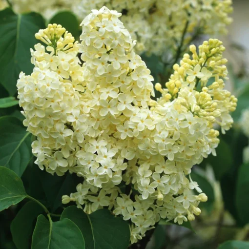 Primrose Yellow French Lilac Starter Plant - Fragrant Yellow Blooms - Syringa 'Primrose'- Lilac - Fragrant- Plant-Approx 4-6" in 3.5" Pot - Dormant