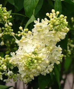Primrose Yellow French Lilac Starter Plant - Fragrant Yellow Blooms - Syringa 'Primrose'- Lilac - Fragrant- Plant-Approx 4-6