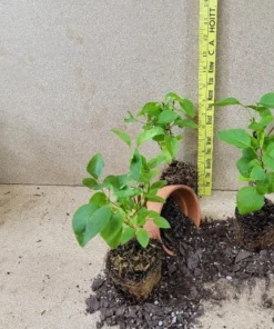 Primrose Yellow French Lilac Starter Plant - Fragrant Yellow Blooms - Syringa 'Primrose'- Lilac - Fragrant- Plant-Approx 4-6