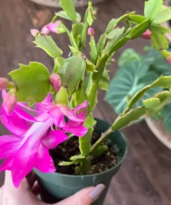 Purple Christmas Cactus Starter Plant Set - 3'' Pot - Holiday Decor