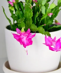 Purple Christmas Cactus Starter Plant Set - 3'' Pot - Holiday Decor