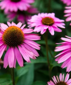 Purple Coneflower Echinacea Plant Roots Set of 3 Perennial Flowers