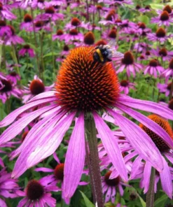 Purple Coneflower Echinacea Plant Roots Set of 3 Perennial Flowers