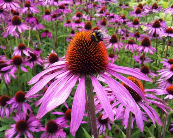 Purple Coneflower Echinacea Plant Roots Set of 3 Perennial Flowers