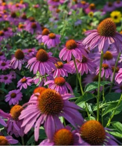 Purple Coneflower Echinacea Plant Roots Set of 3 Perennial Flowers