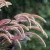 Purple Fountain Grass Ornamental Plant - Elegant Plumes, Low Maintenance
