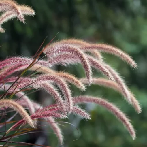 Purple Fountain Grass Ornamental Plant - Elegant Plumes, Low Maintenance