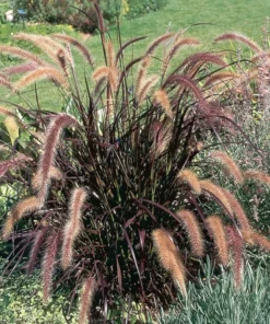 Purple Fountain Grass Ornamental Plant - Elegant Plumes, Low Maintenance