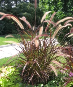 Purple Fountain Grass Ornamental Plant - Elegant Plumes, Low Maintenance