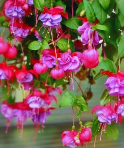 Purple Fuchsia Plant Live Fuchsia Flower Plant 5-7 Inch Blooming Beauty