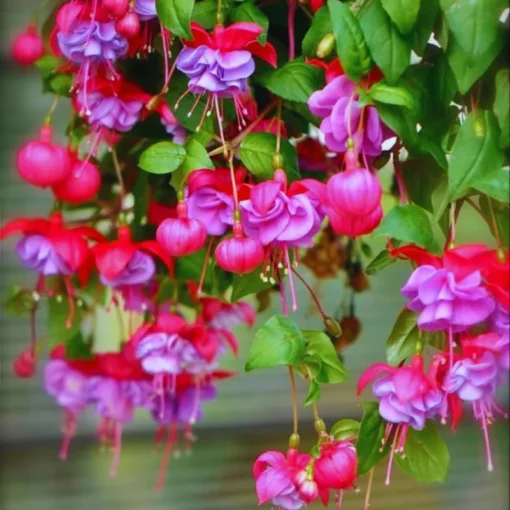 Purple Fuchsia Plant Live Fuchsia Flower Plant 5-7 Inch Blooming Beauty