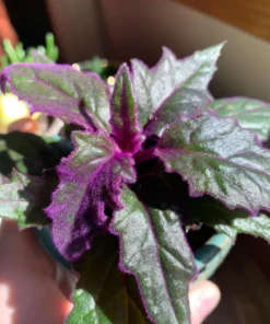 Purple Passion Plant Set of 2 - Gynura Aurantiaca - 2 Inch Pot Indoor Plant
