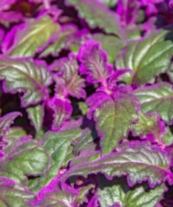 Purple Passion Plant Set of 2 - Gynura Aurantiaca - 2 Inch Pot Indoor Plant