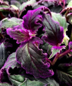 Purple Passion Plant Set of 2 - Gynura Aurantiaca - 2 Inch Pot Indoor Plant