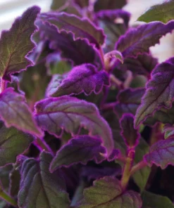 Purple Passion Plant Set of 2 - Gynura Aurantiaca - 2 Inch Pot Indoor Plant